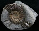 Brown Pleuroceras Ammonite - Germany #6176-1